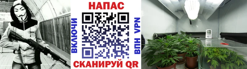 МАРИХУАНА план  где найти наркотики  мега маркетплейс  Новороссийск 